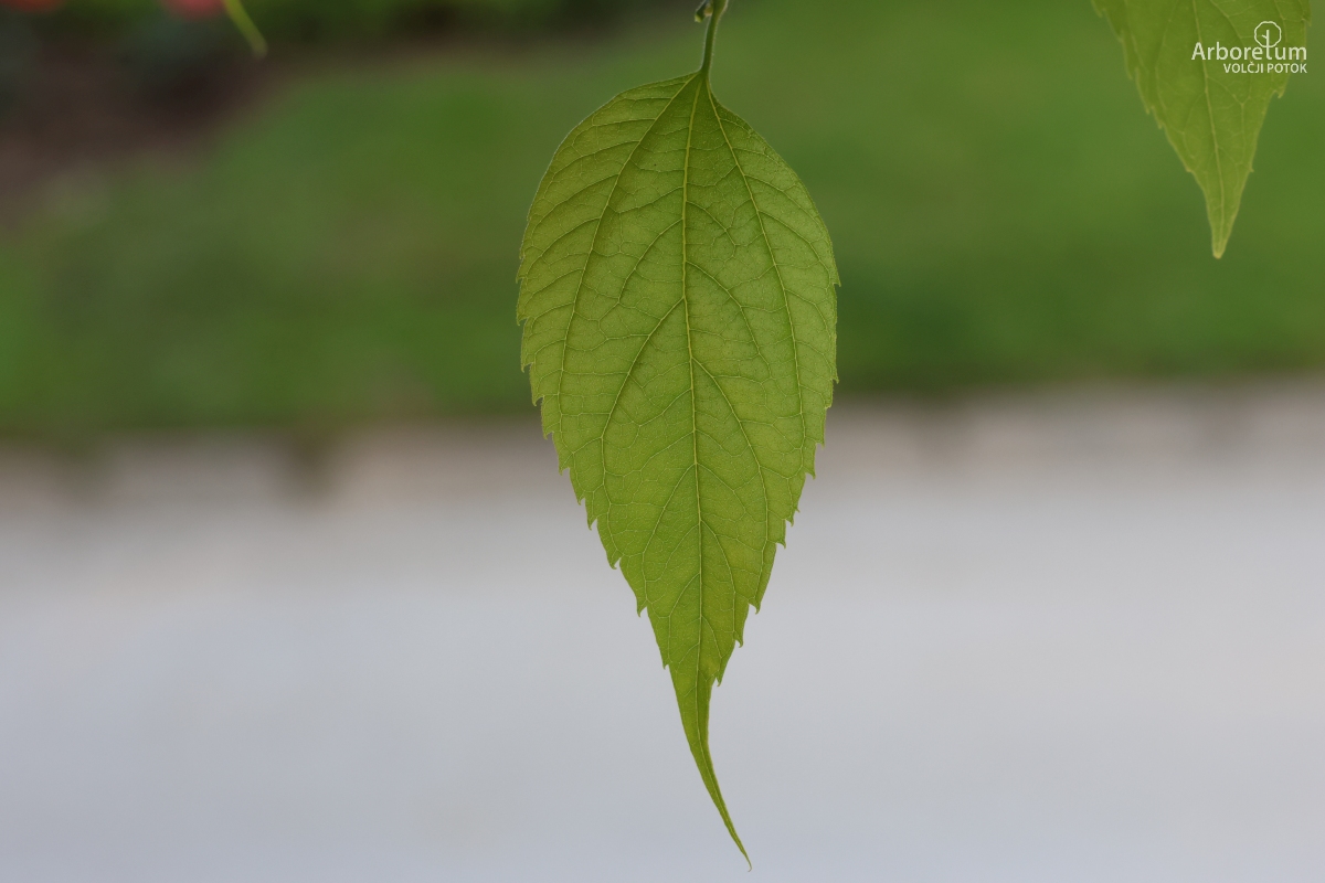 C-4-72_Celtis occidentalis_l2