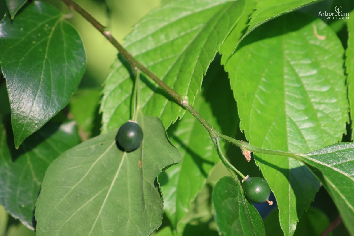 C-4-72_Celtis occidentalis_p