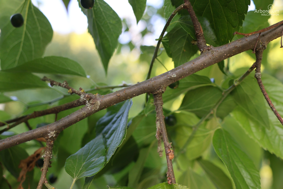 C-4-72_Celtis occidentalis_v