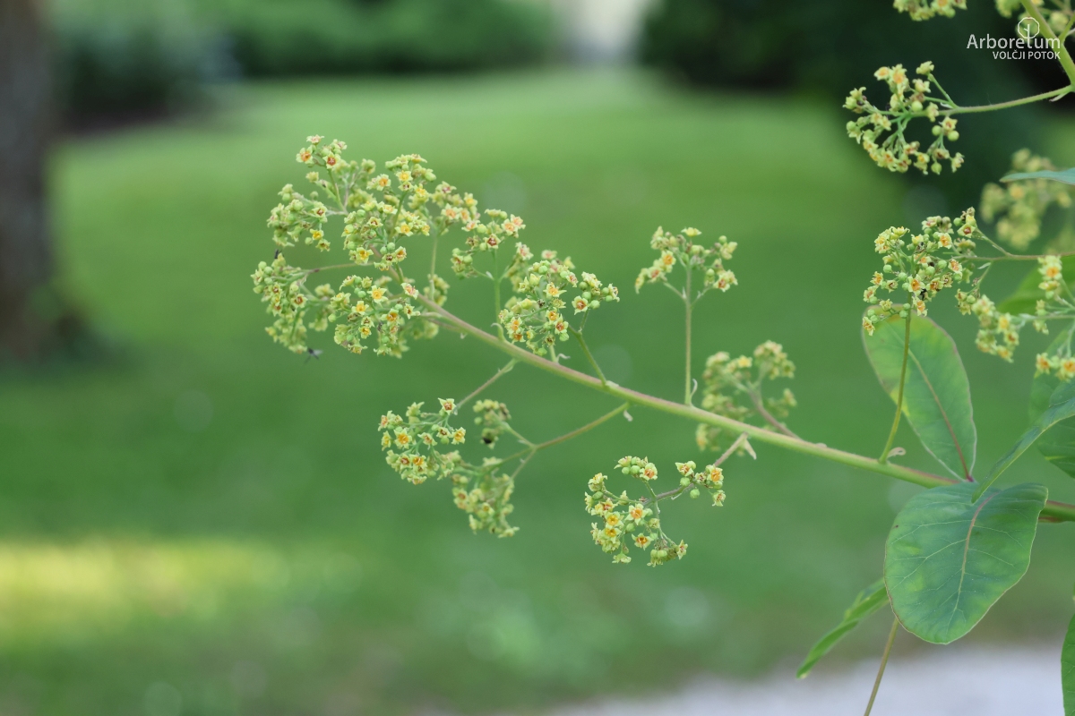 D-3-107_Cotinus coggygria_c