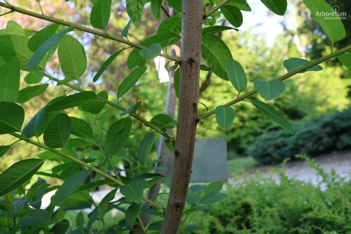 D-3-107_Cotinus coggygria_d