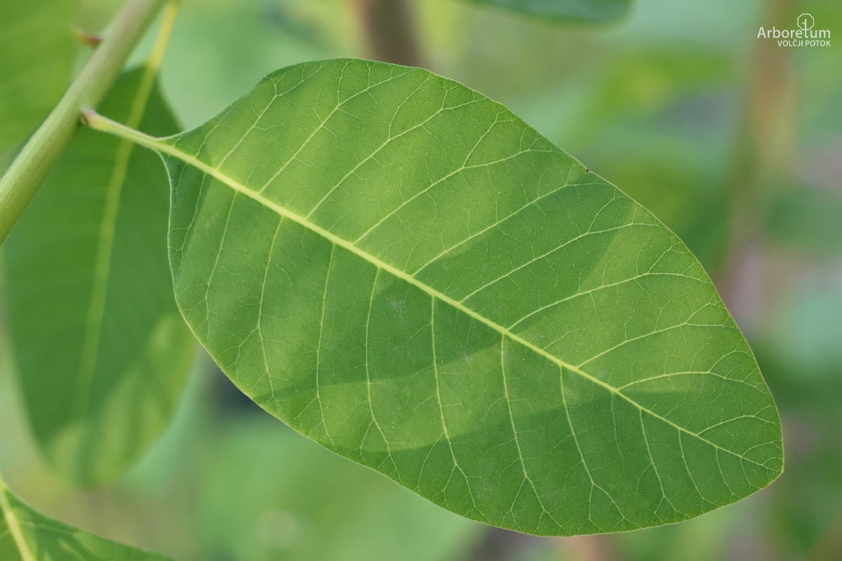 D-3-107_Cotinus coggygria_l