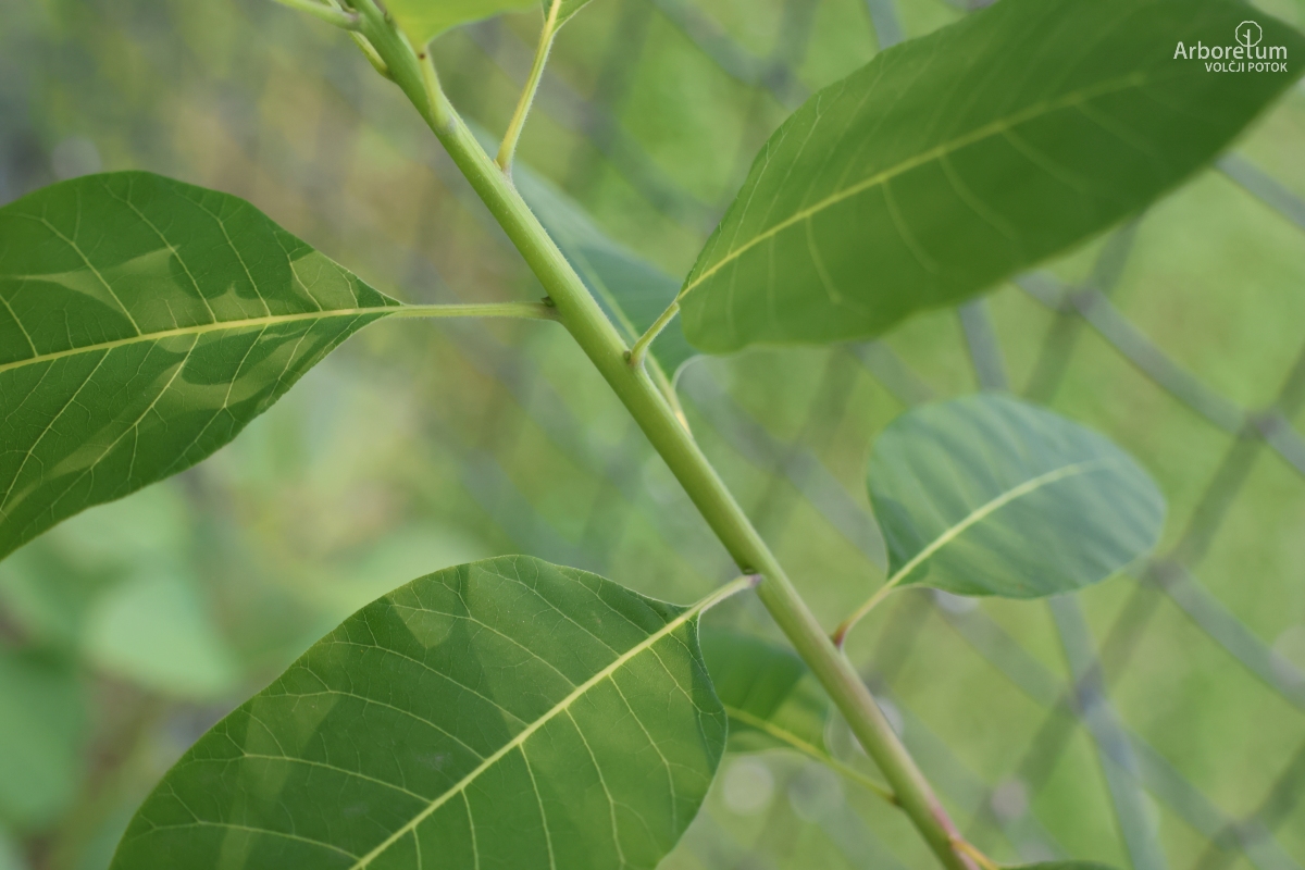 D-3-107_Cotinus coggygria_v