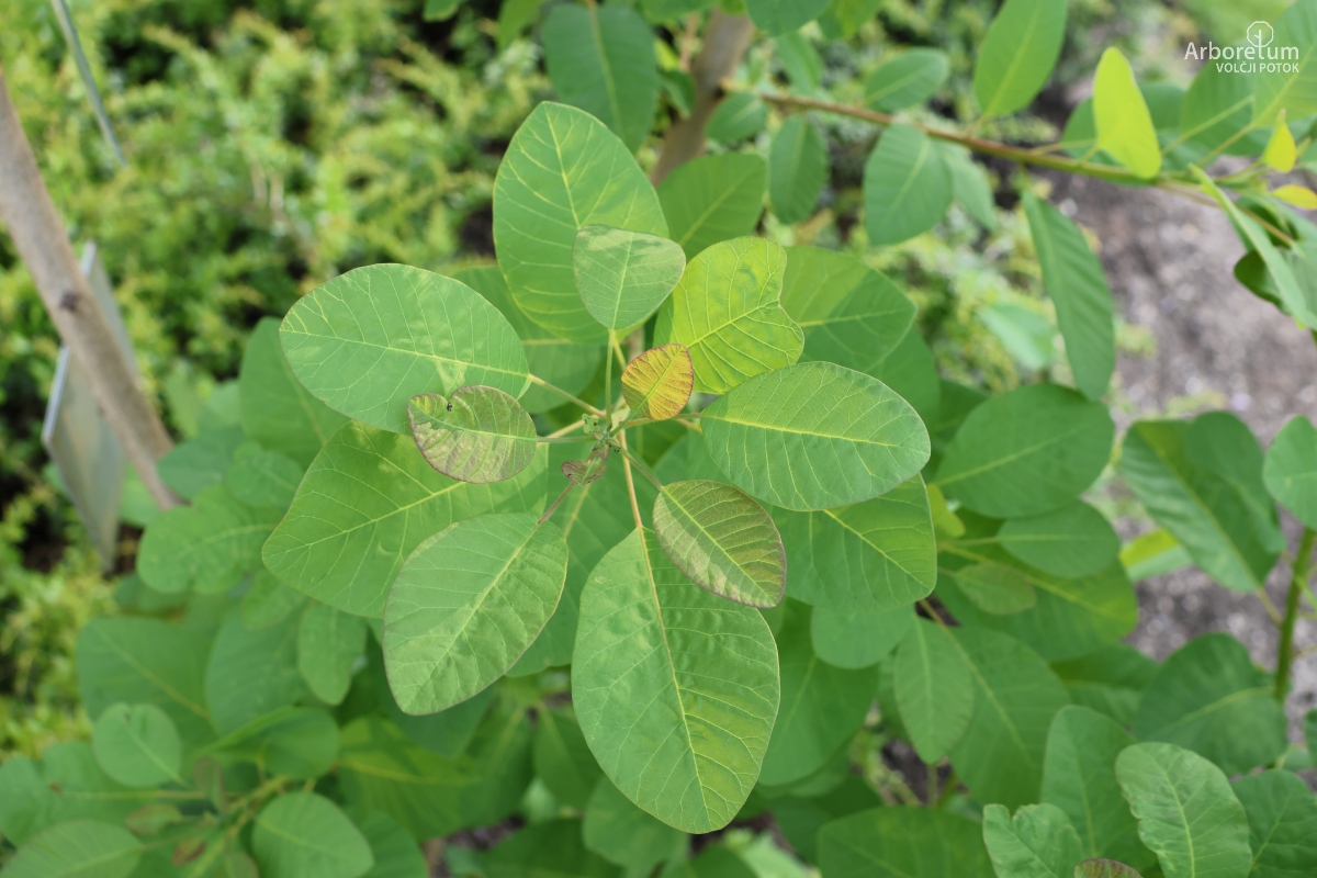 D-3-107_Cotinus coggygria_v2