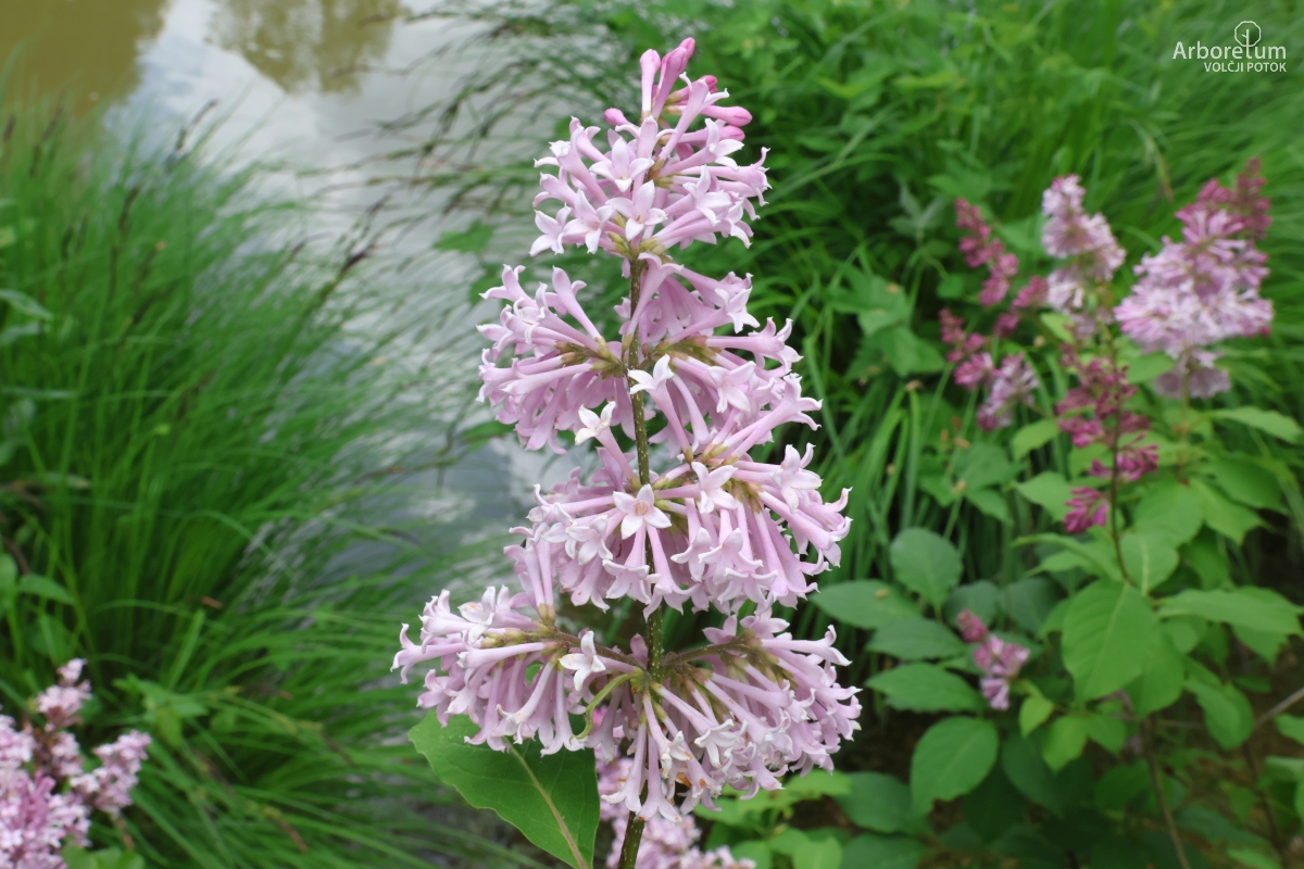 E-2-113_Syringa meyeri ‘Palibin’_c