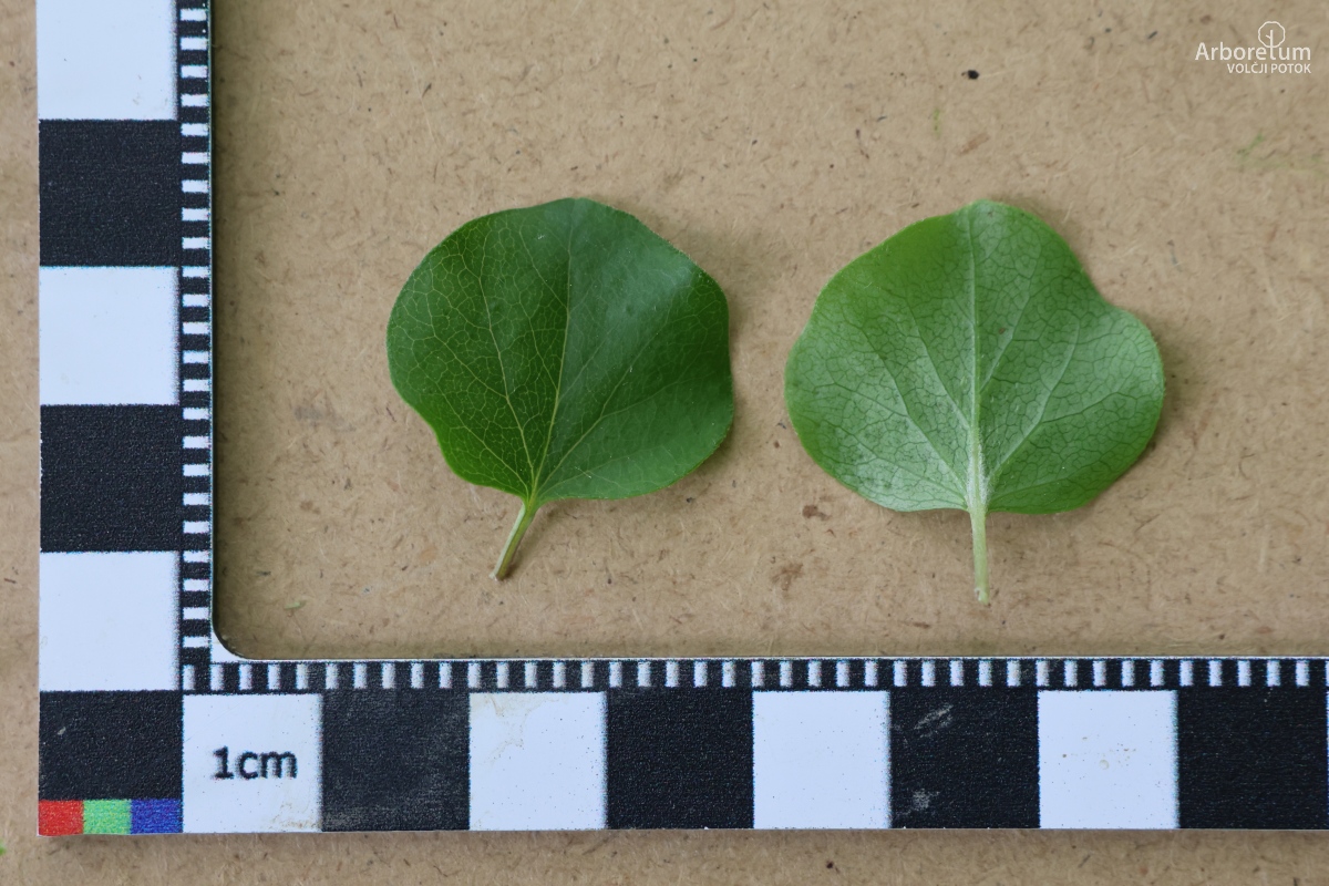E-2-113_Syringa meyeri ‘Palibin’_l