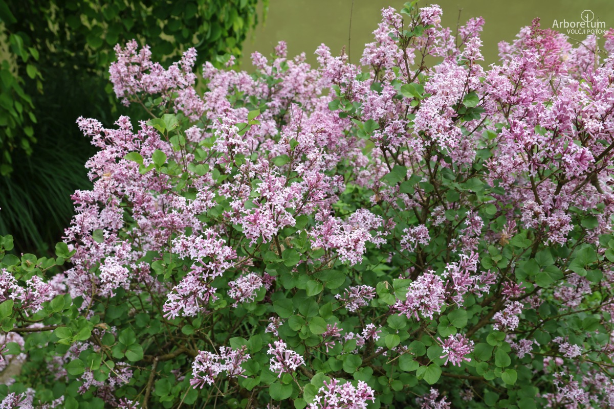 E-2-113_Syringa meyeri ‘Palibin’_v