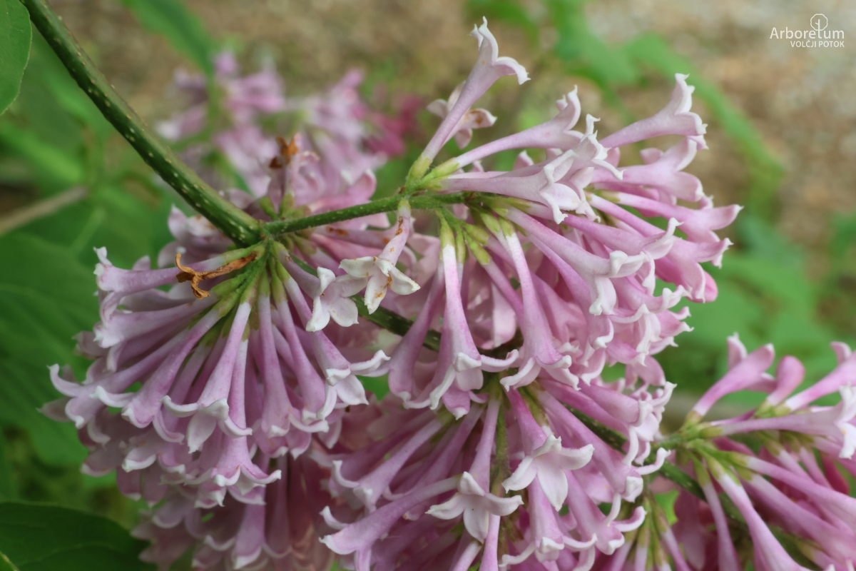 E-2-61_Syringa patula_c