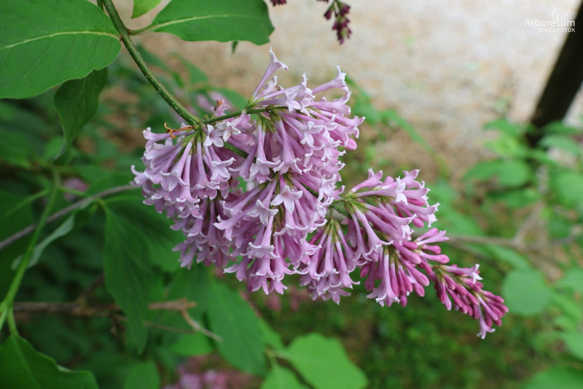 E-2-61_Syringa patula_c3