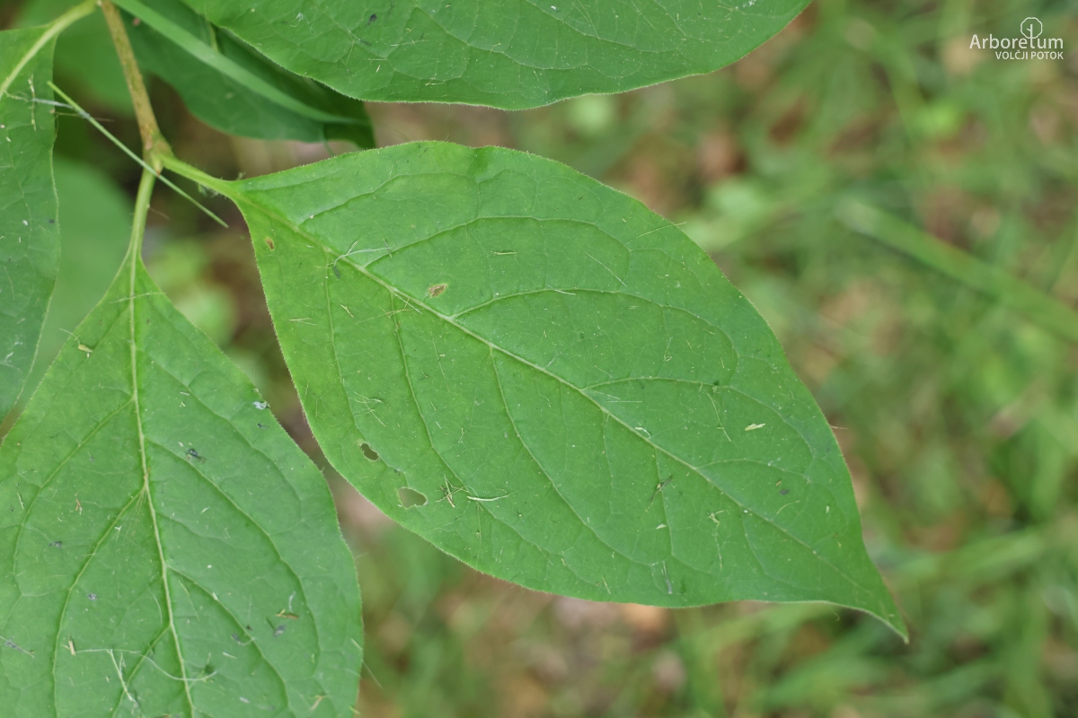 E-2-61_Syringa patula_l