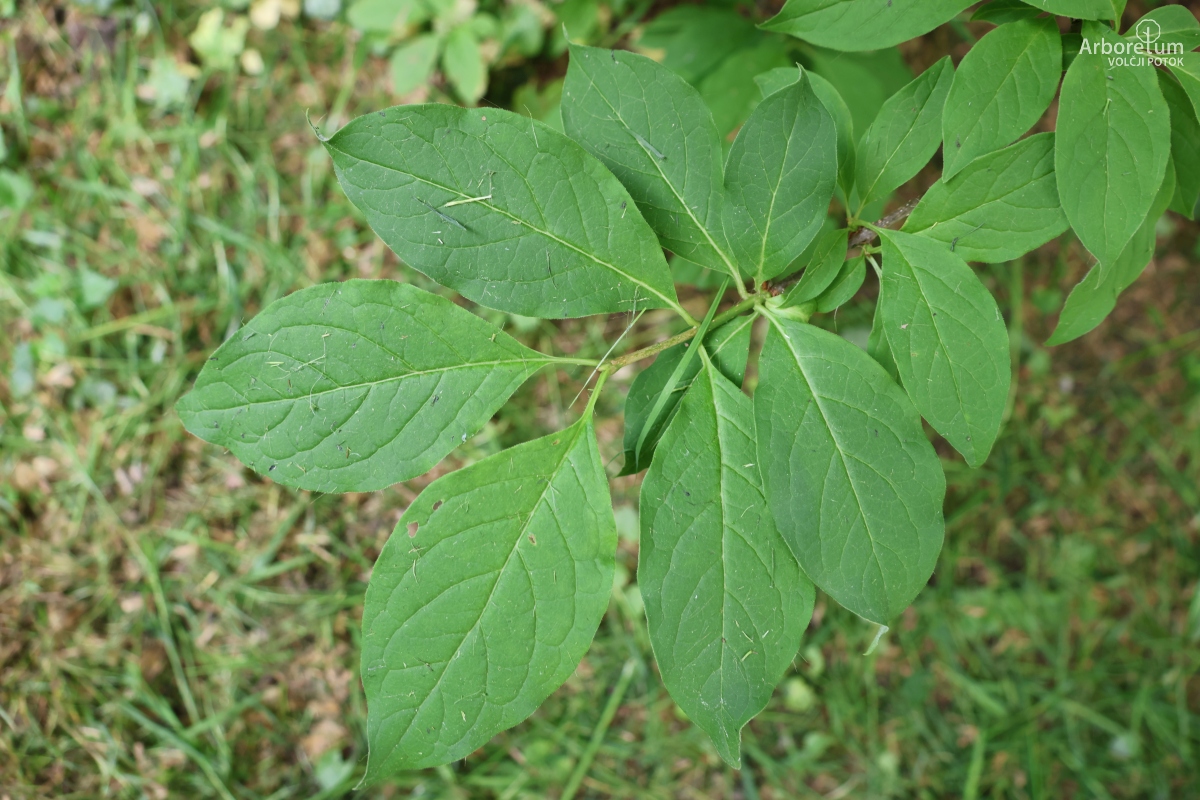 E-2-61_Syringa patula_v