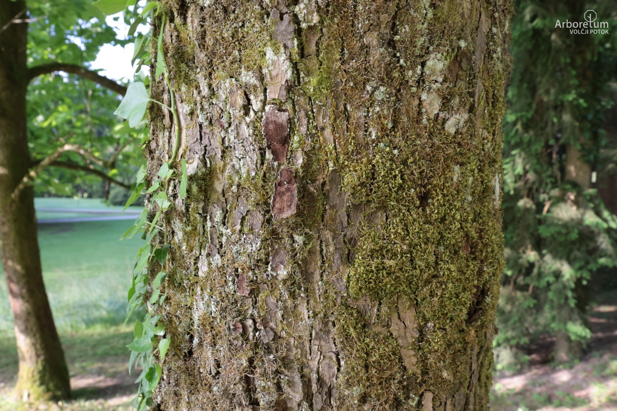 J-2-29_Magnolia acuminata_d