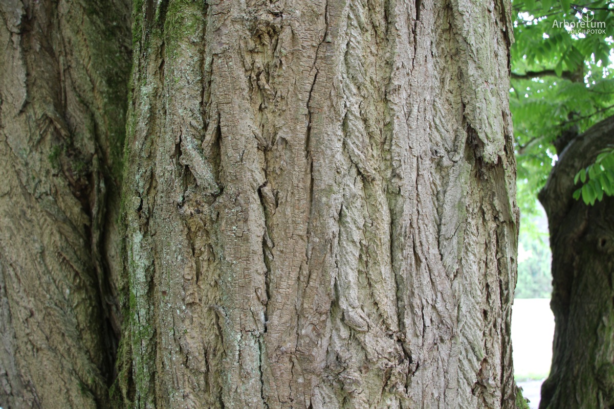 J-2-31_Pterocarya fraxinifolia_d