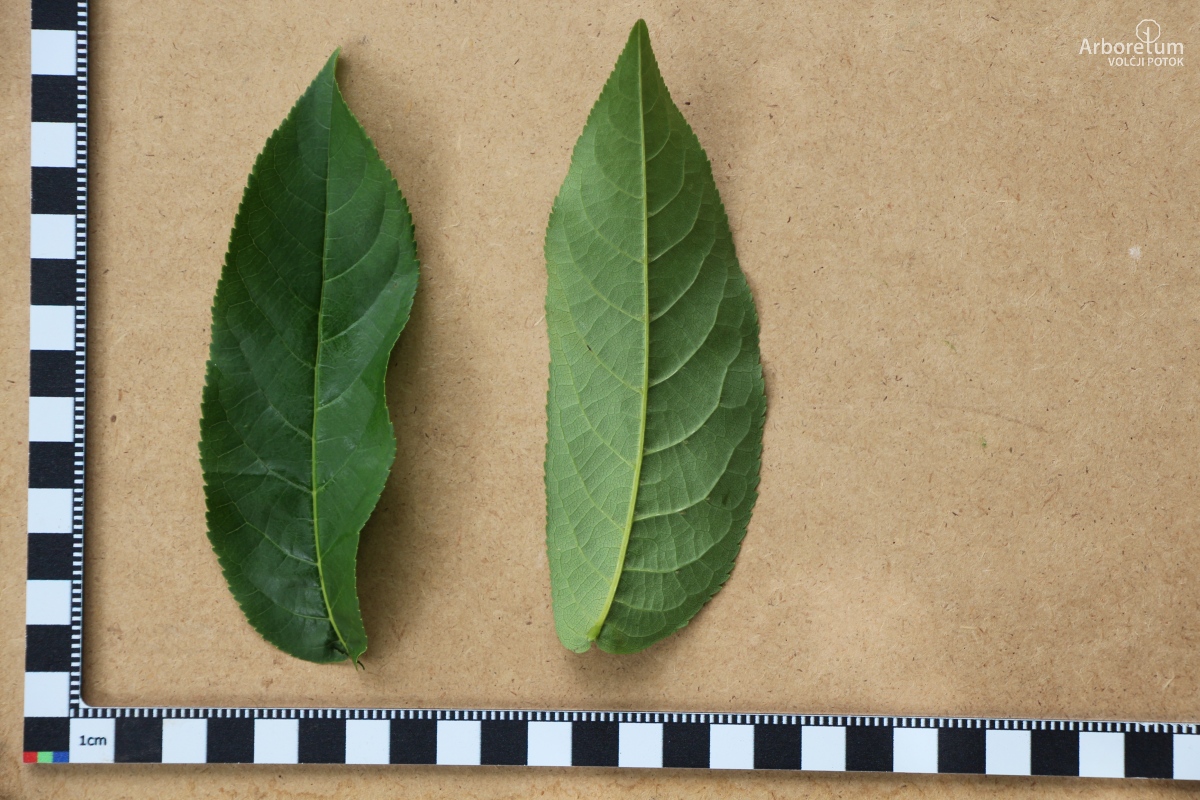 J-2-31_Pterocarya fraxinifolia_l5