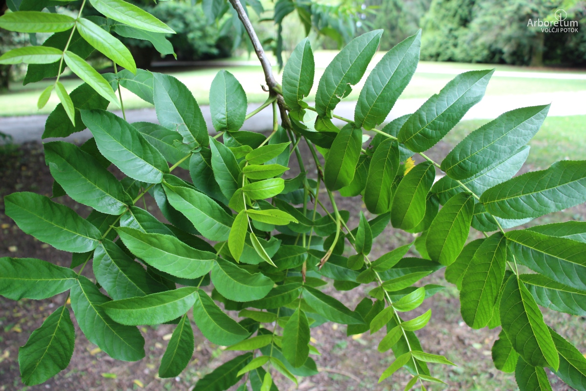 J-2-31_Pterocarya fraxinifolia_v