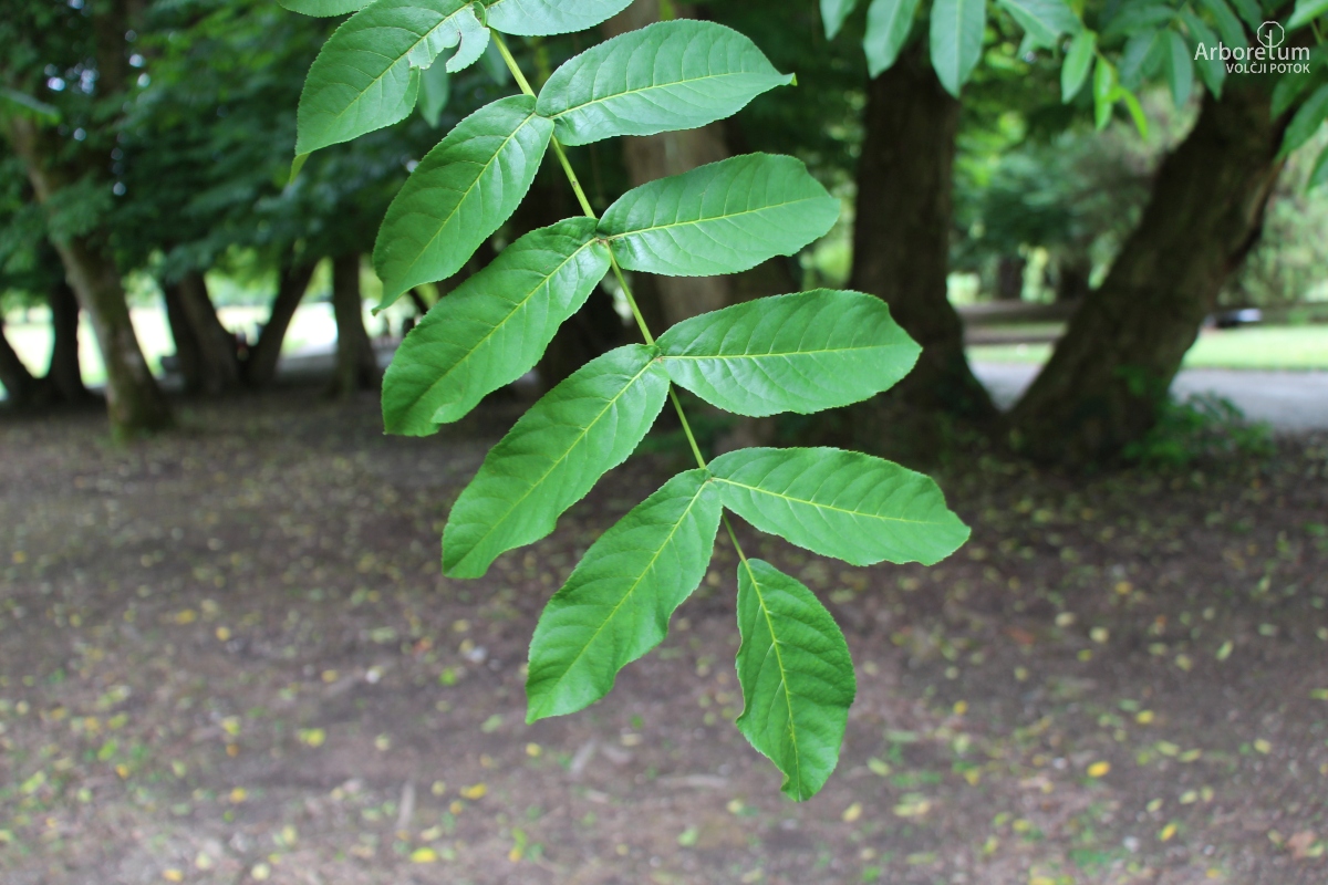 J-2-31_Pterocarya fraxinifolia_v2