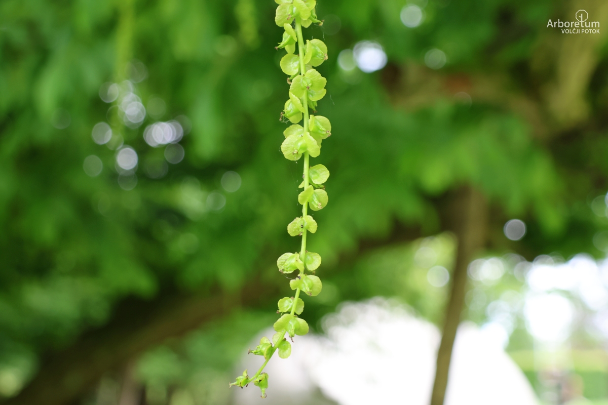 J-2-37_Pterocarya fraxinifolia_c