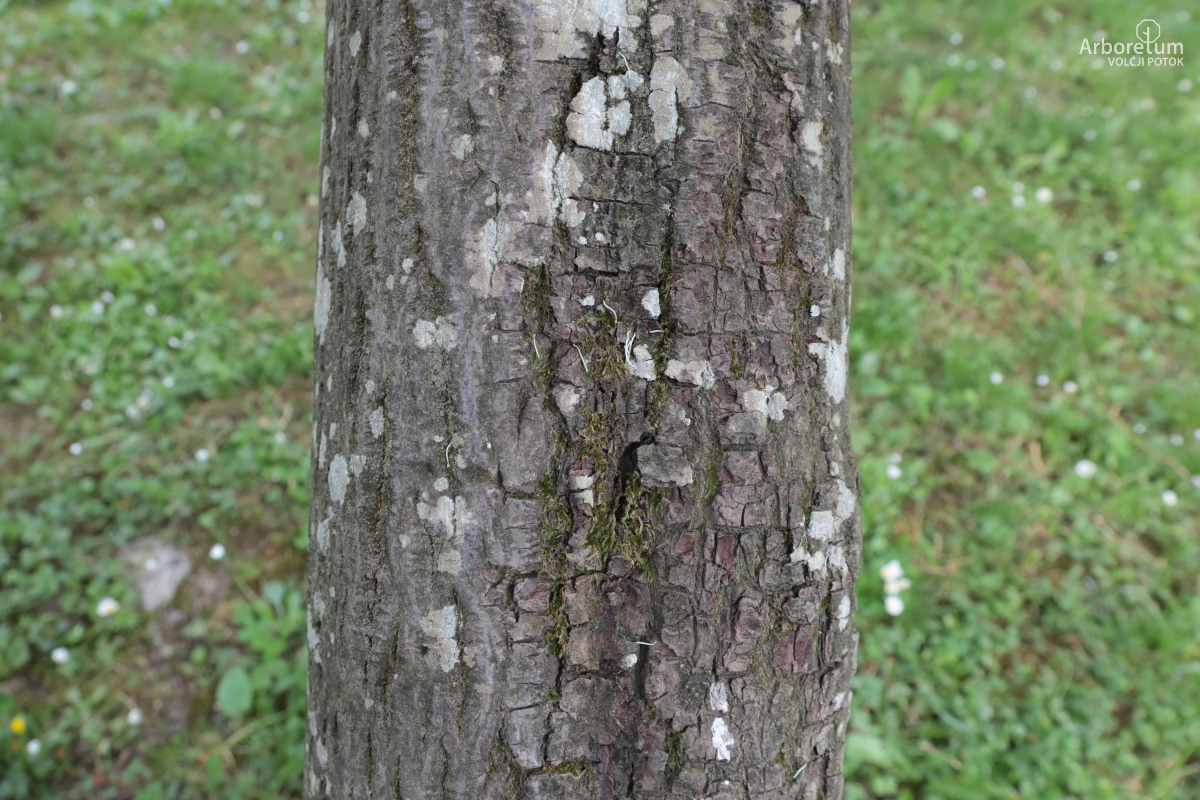 J-2-4_Cornus controversa_d