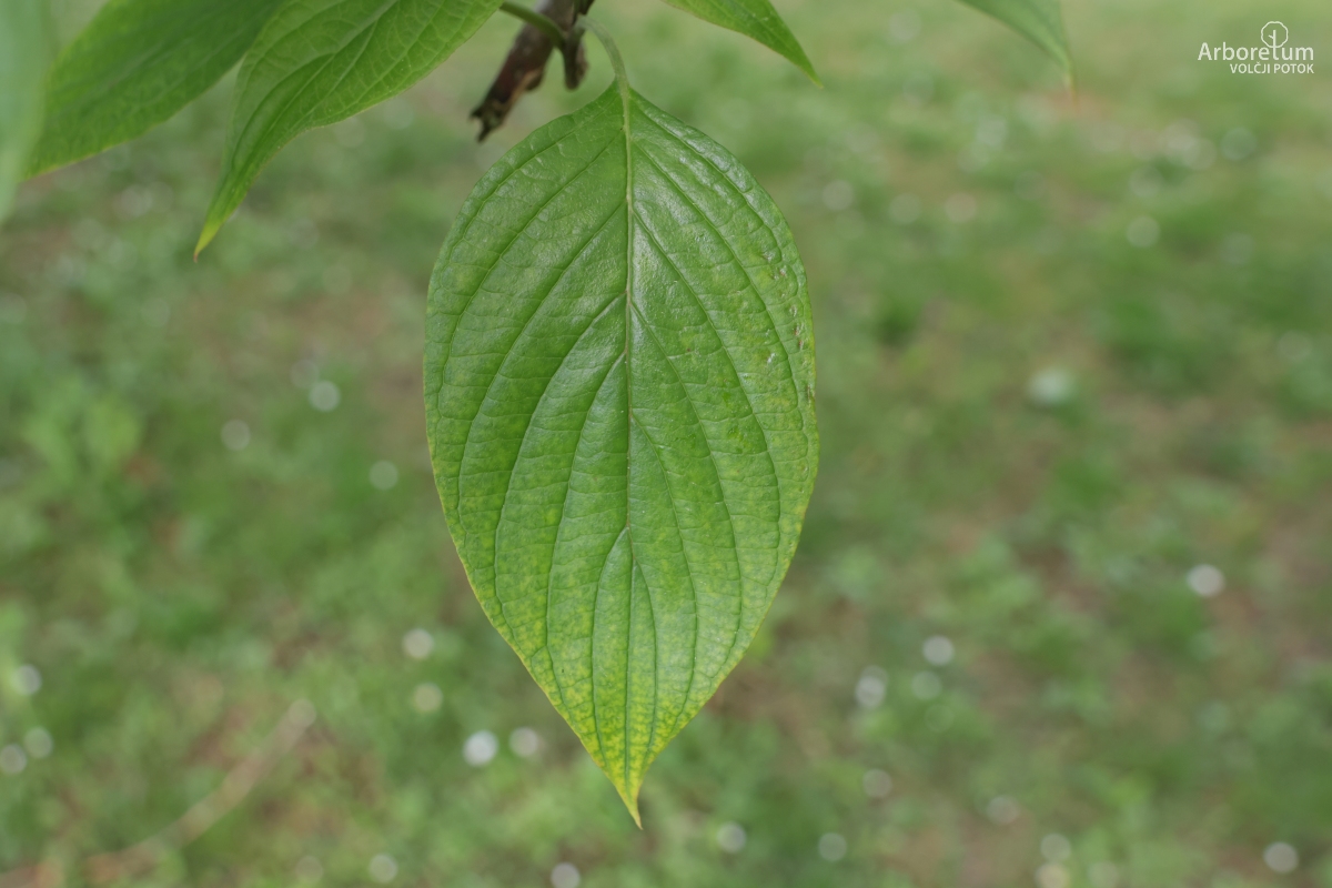 J-2-4_Cornus controversa_l2