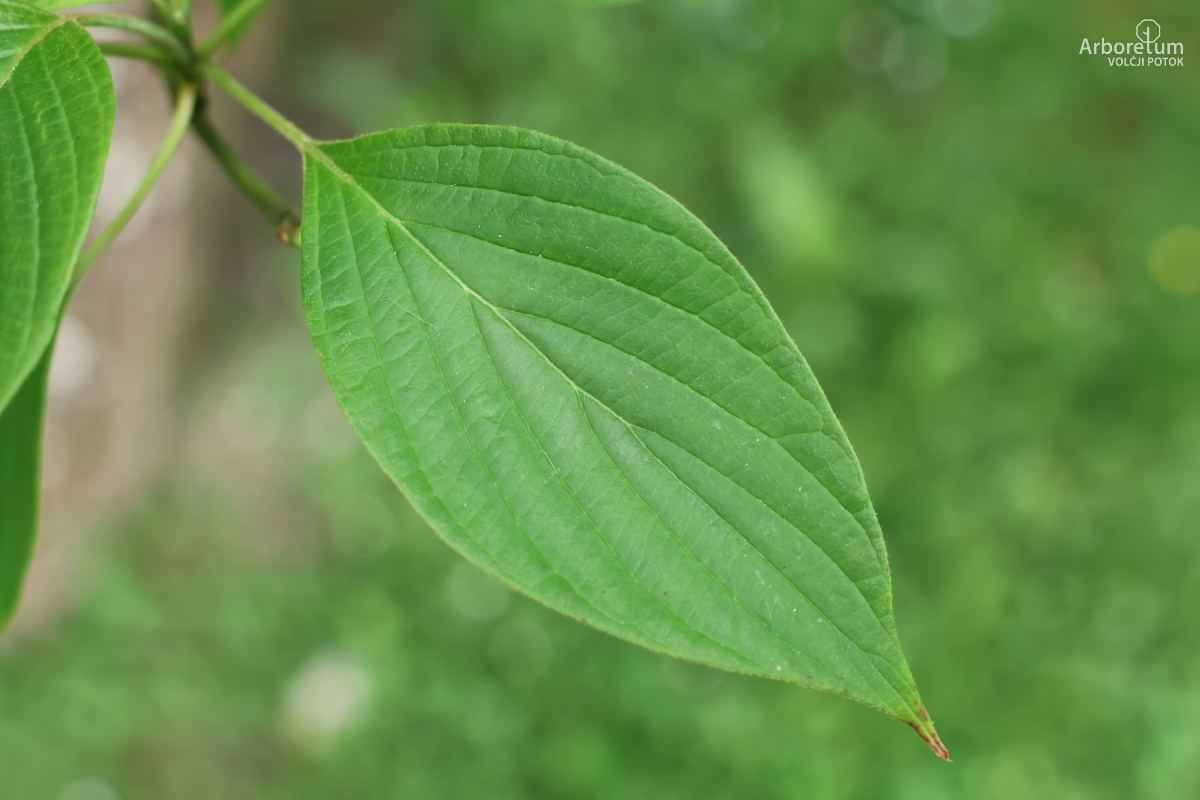 J-2-4_Cornus controversa_l3