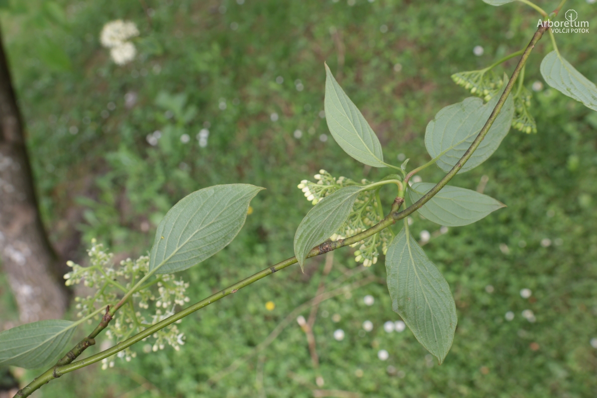 J-2-4_Cornus controversa_v