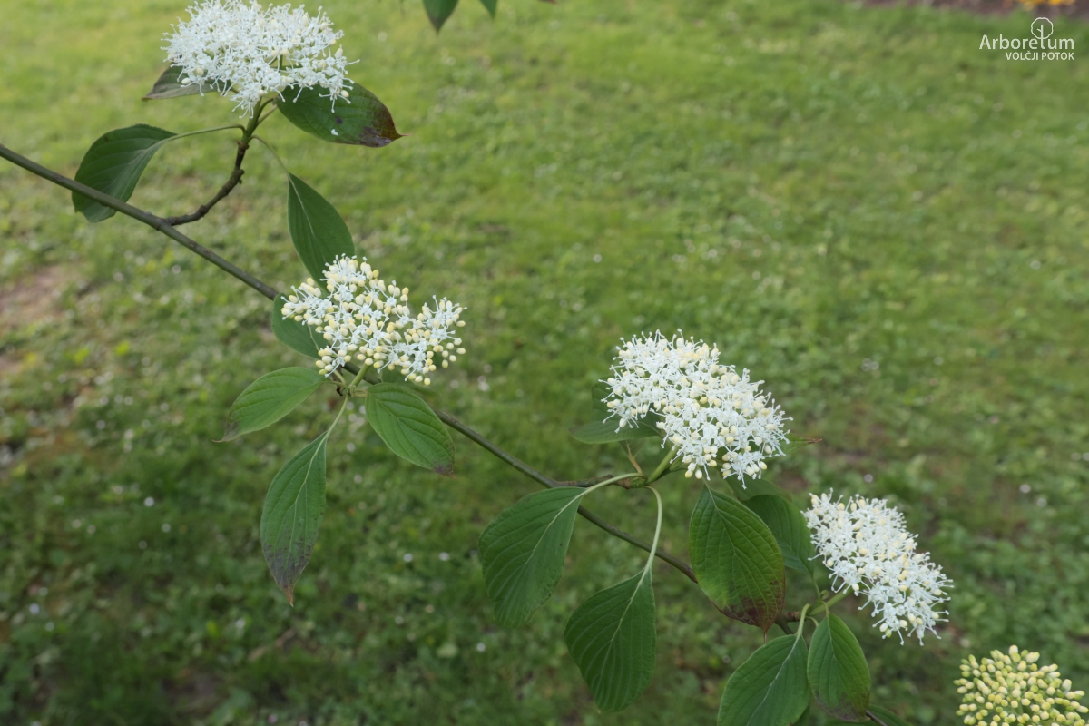 J-2-4_Cornus controversa_v2