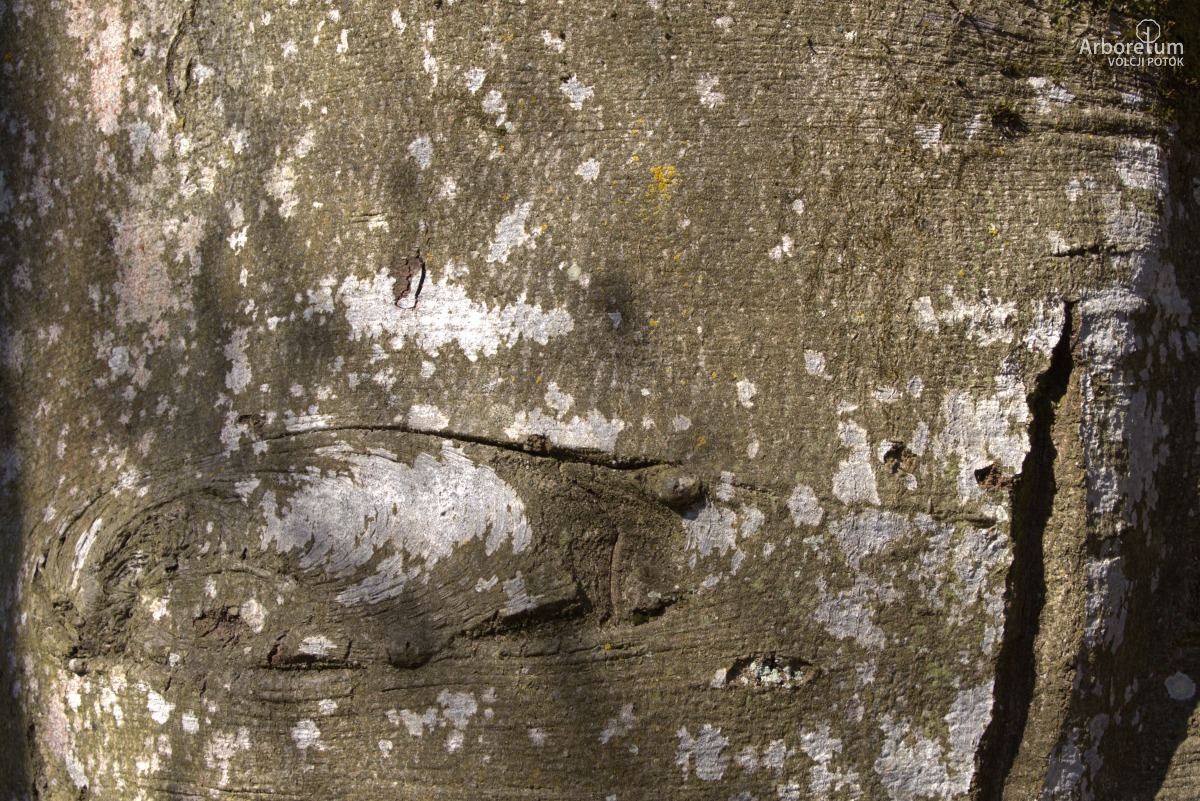 J-2-5_Fagus sylvatica ‘Cuprea’_d4