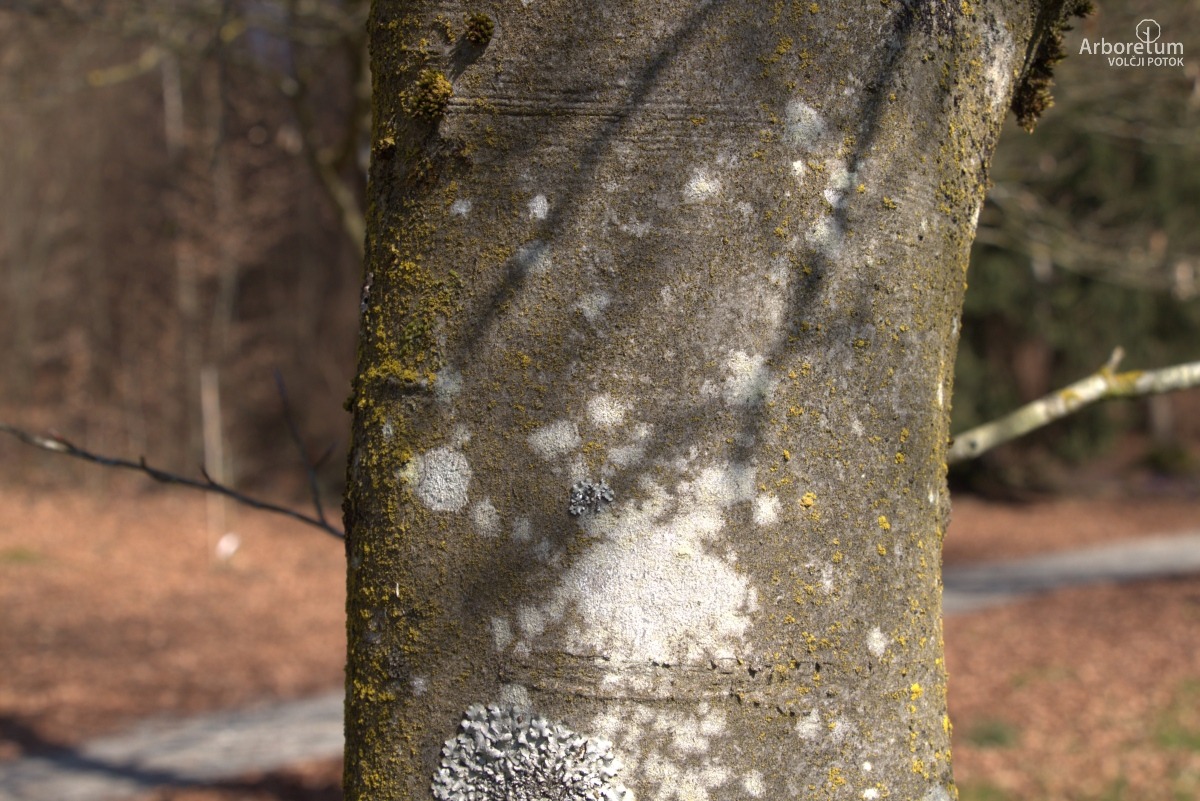 J-4-15_Fagus sylvatica ‘Tricolor’_d4