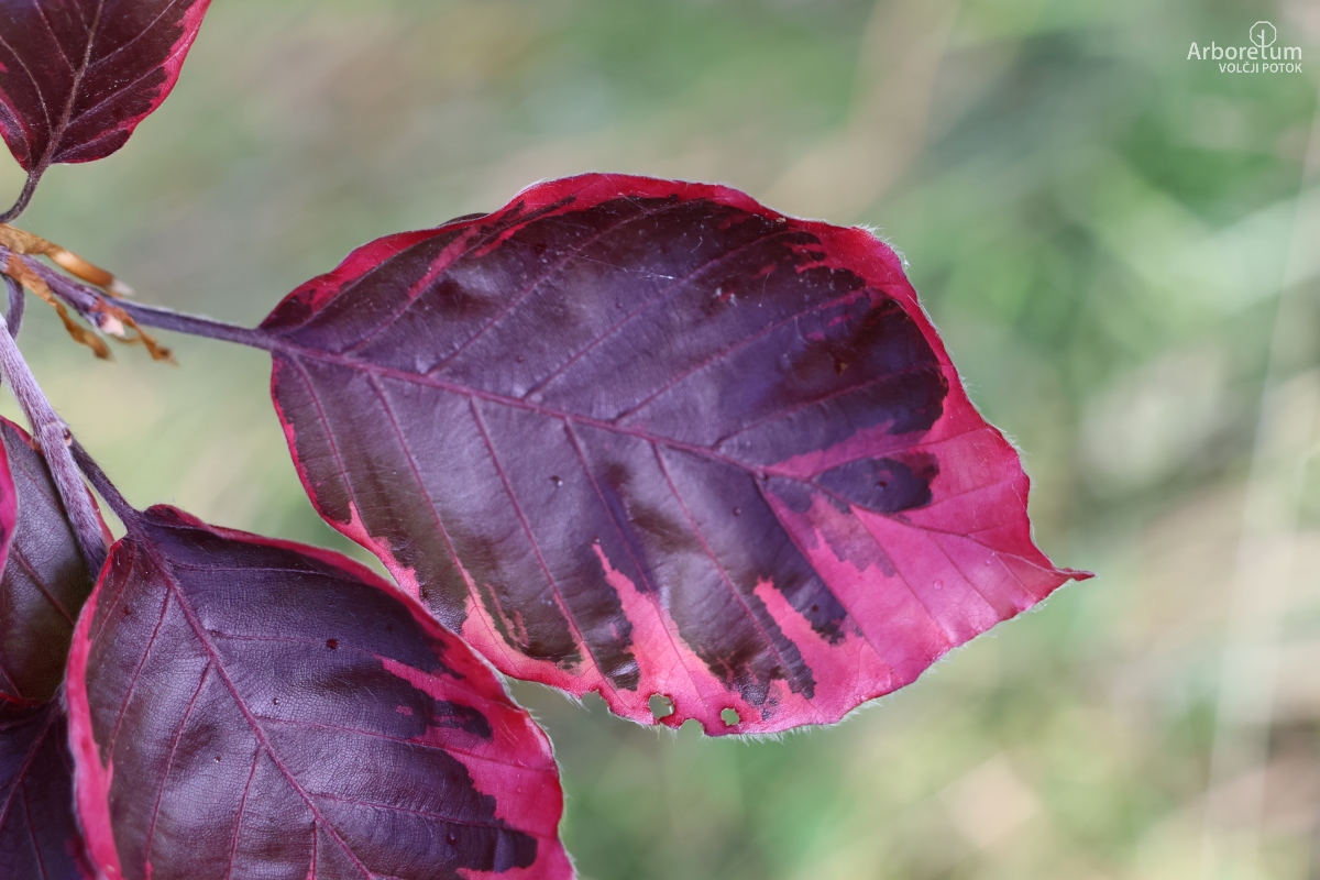 J-4-15_Fagus sylvatica ‘Tricolor’_l