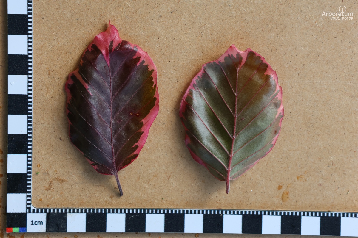 J-4-15_Fagus sylvatica ‘Tricolor’_l5