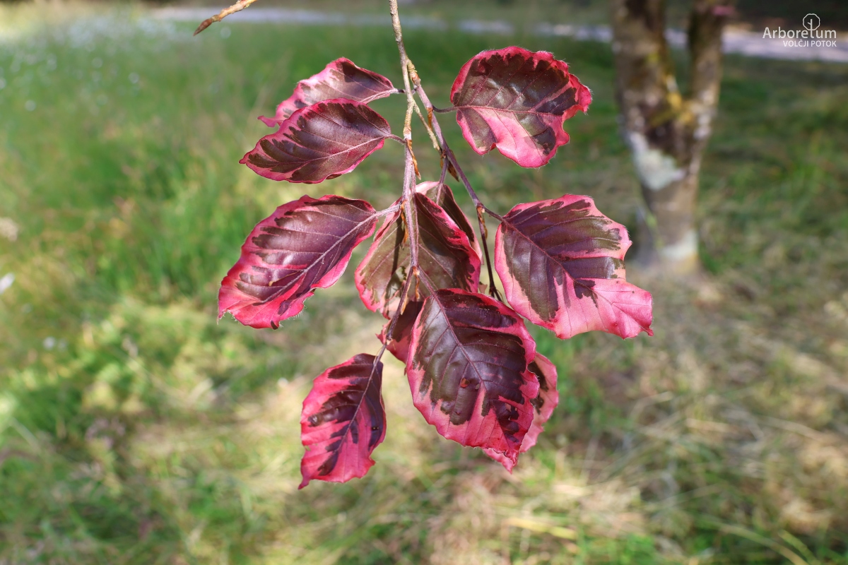 J-4-15_Fagus sylvatica ‘Tricolor’_v