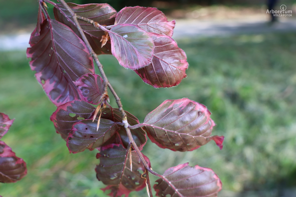 J-4-15_Fagus sylvatica ‘Tricolor’_v2