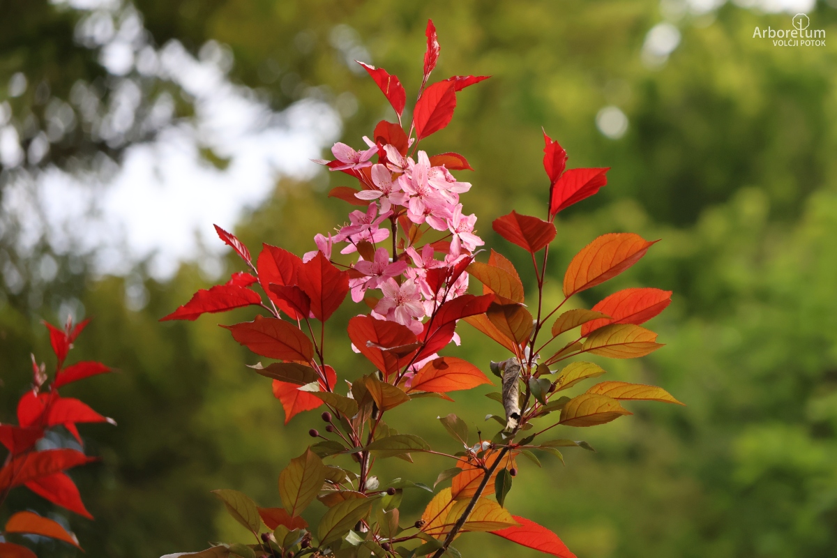 J-4-67_Malus ‘Indian Magic’_c