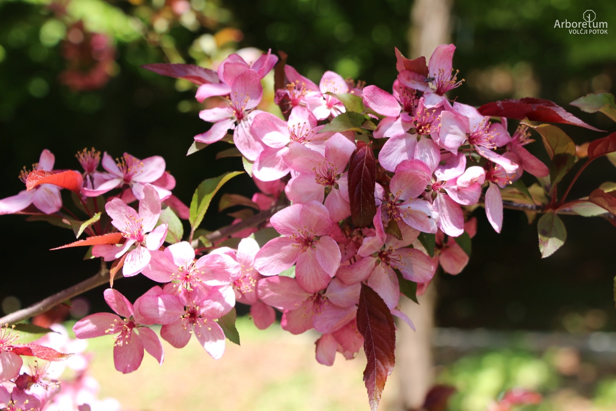 J-4-67_Malus ‘Indian Magic’_c10_april