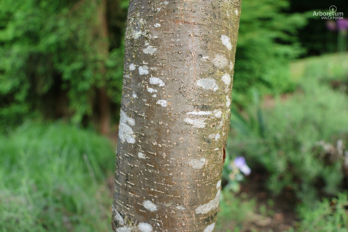 J-4-67_Malus ‘Indian Magic’_d