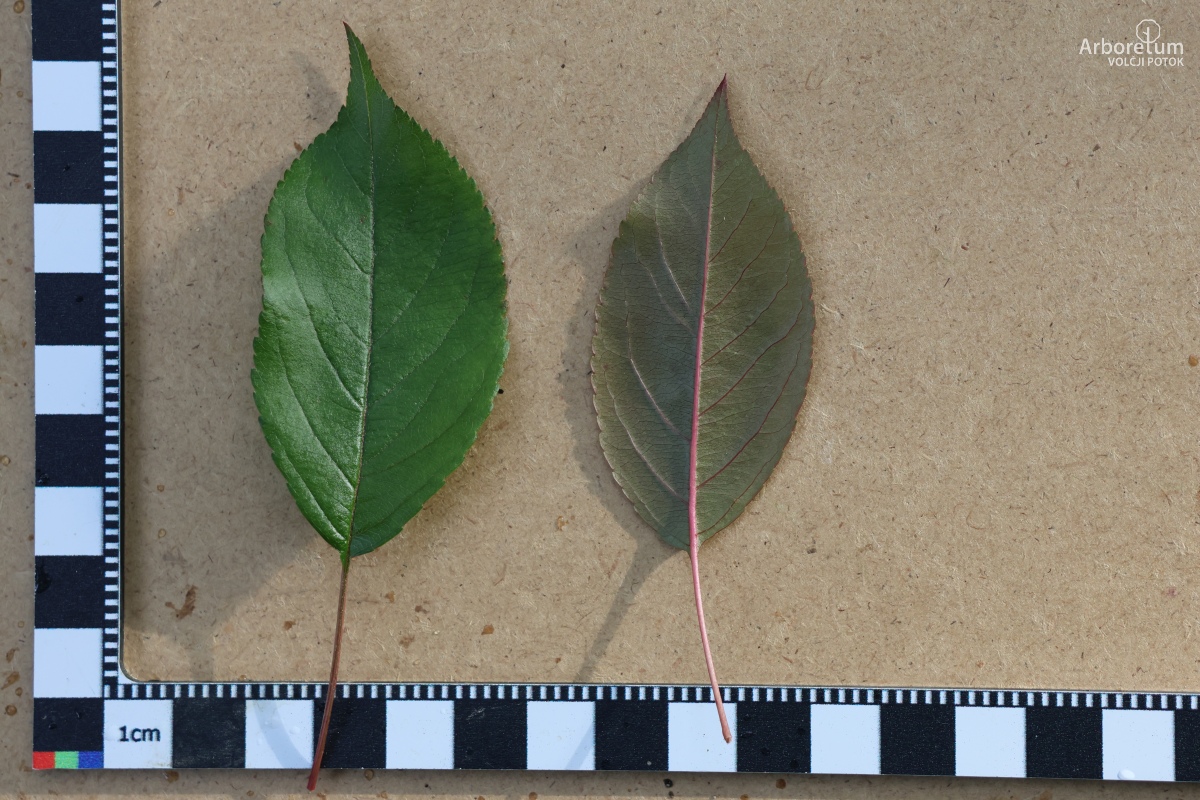 J-4-67_Malus ‘Indian Magic’_l5