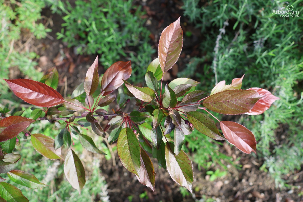 J-4-67_Malus ‘Indian Magic’_v