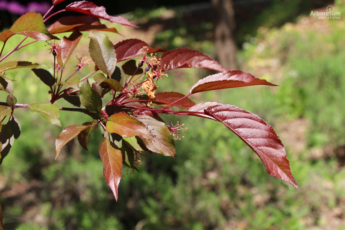 J-4-67_Malus ‘Indian Magic’_v10_maj