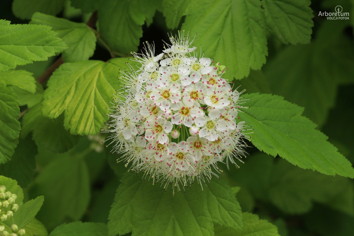 J-4-91_Physocarpus opulifolius_c20_maj