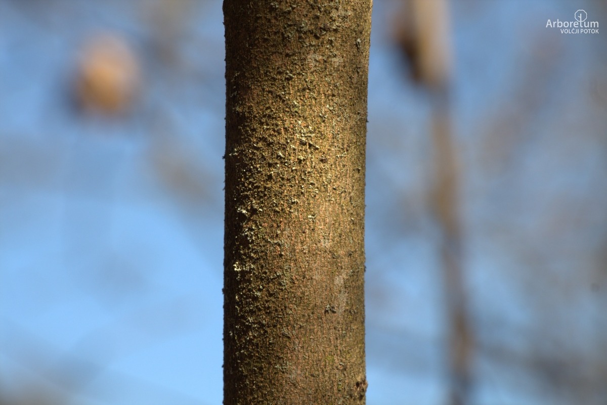 J-5-10_Corylopsis yunnanensis_d6