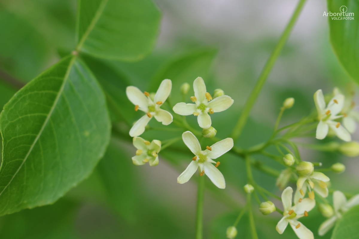 J-5-17_Ptelea trifoliata_c