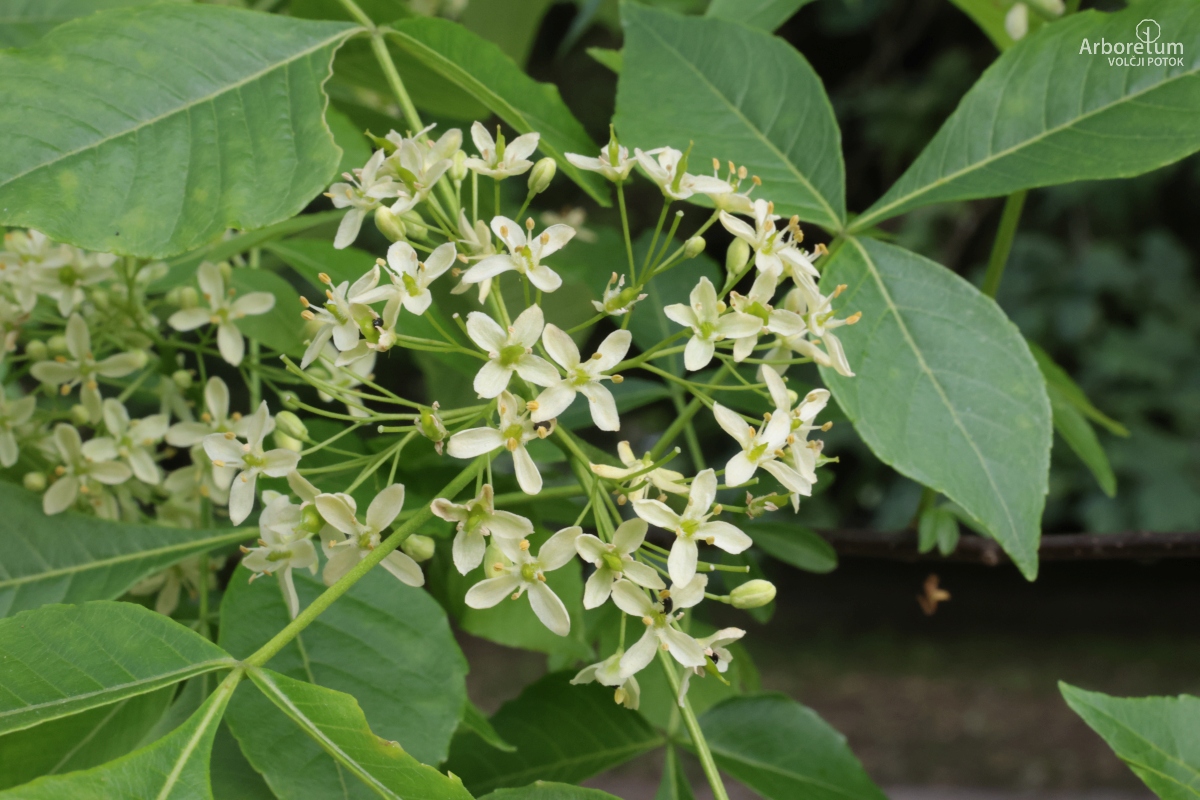 J-5-17_Ptelea trifoliata_c7