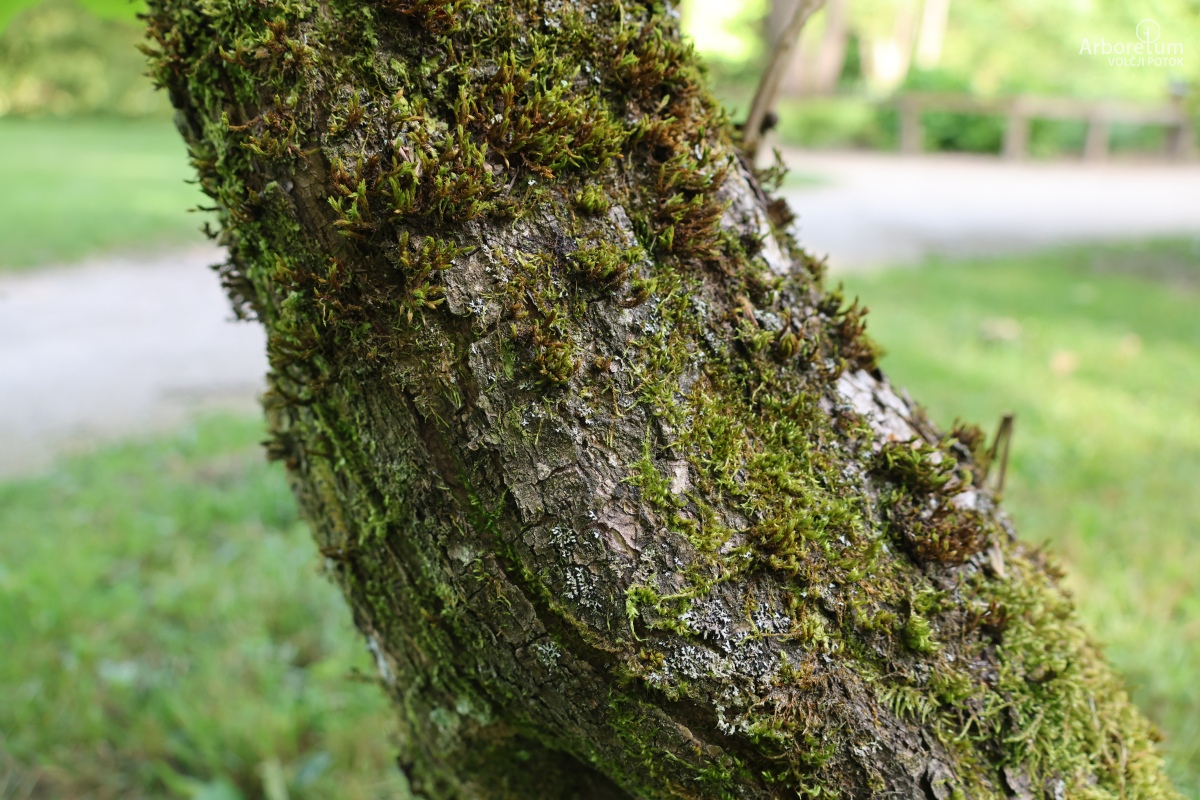 J-5-17_Ptelea trifoliata_d