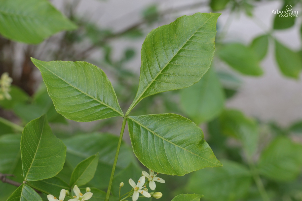 J-5-17_Ptelea trifoliata_l