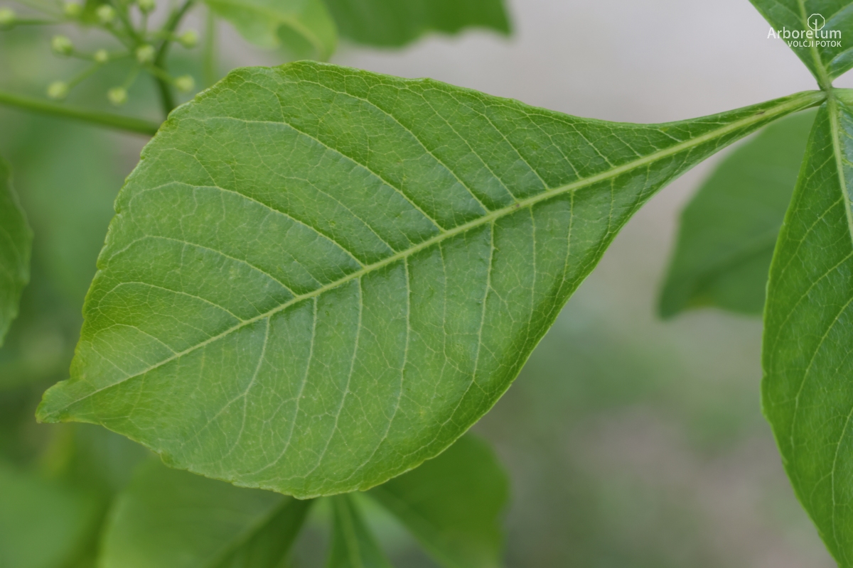 J-5-17_Ptelea trifoliata_l2