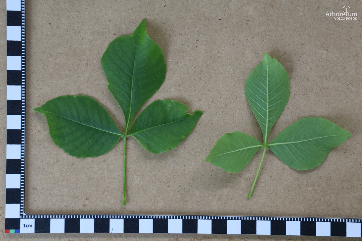 J-5-17_Ptelea trifoliata_l7