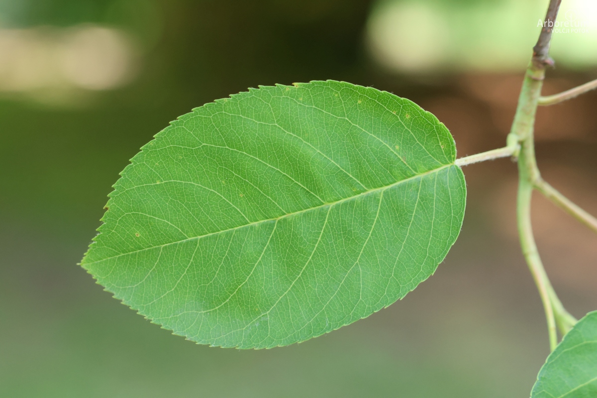 J-5-2_Amelanchier laevis_l