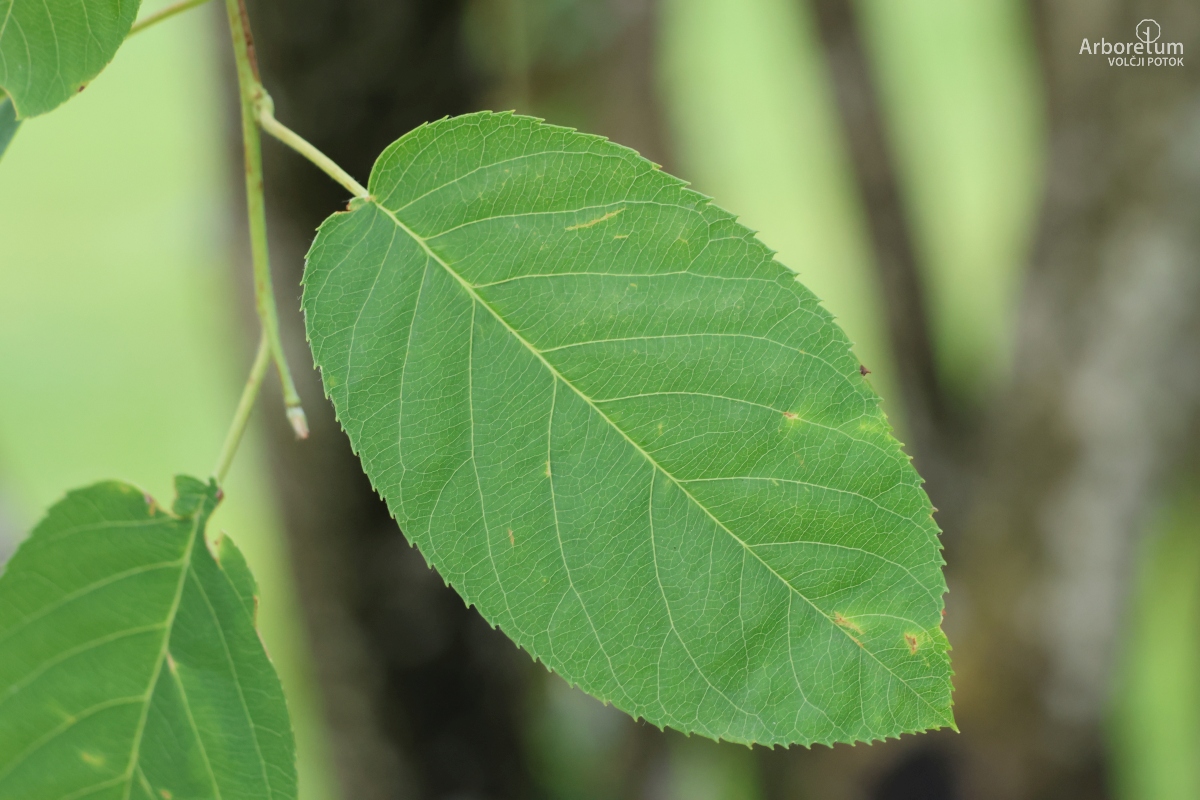 J-5-2_Amelanchier laevis_l2