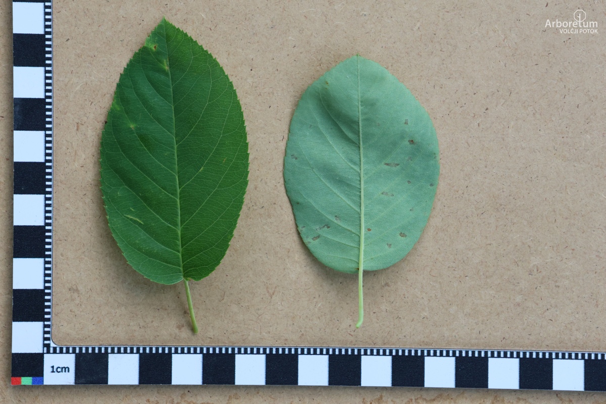 J-5-2_Amelanchier laevis_l5