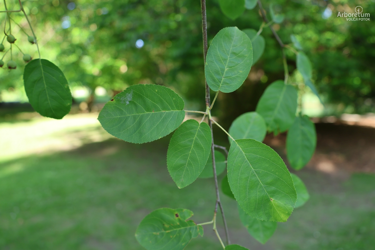 J-5-2_Amelanchier laevis_v